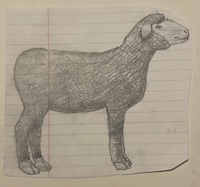 drawing of a sheep